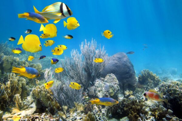 La pesca sub e gli oceani: acque che vai, pesci che trovi