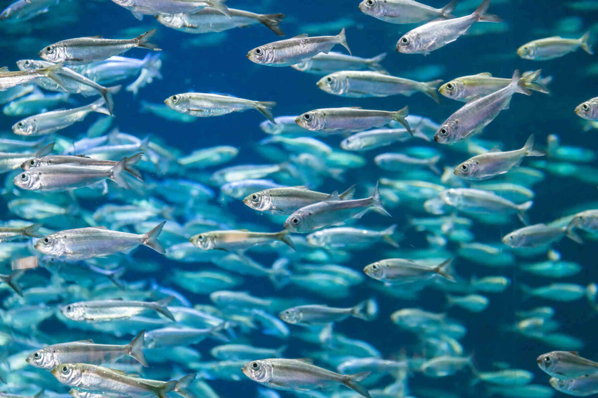 Pesca e biodiversità: perché seguire la stagionalità dei pesci