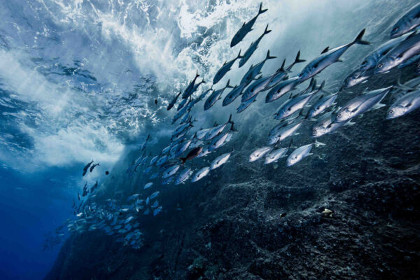 Nachhaltiges Angeln: Sportfischen, das die Umwelt schont