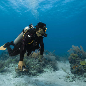 Scuba diving: the types and licenses to obtain