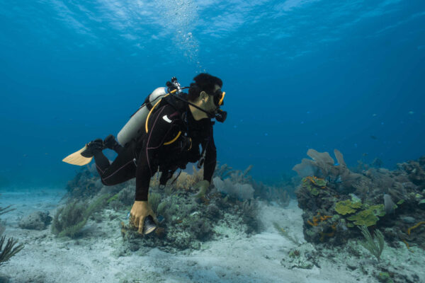 Scuba diving: the types and licenses to obtain