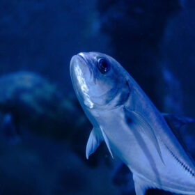 Amberjack gehört zu den besten Fischen, die man im Mittelmeer fangen kann