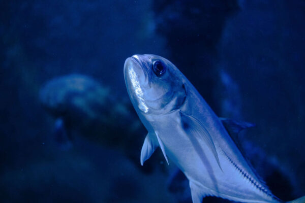 Amberjack gehört zu den besten Fischen, die man im Mittelmeer fangen kann