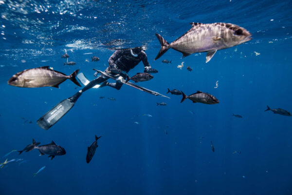 Pesca submarina de mergulho livre: o guia
